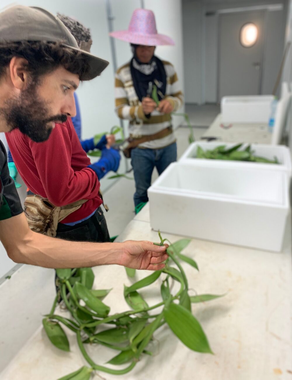 Seedling production facility in Yesod HaMaala. Vanilla Vida ships seedlings to different growing locations throughout Israel. Photo by Bar Cohen