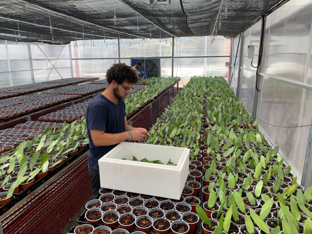 Vanilla Vida’s production facility at Yesod HaMaala in climate-controlled and pesticide-free. Photo by Bar Cohen