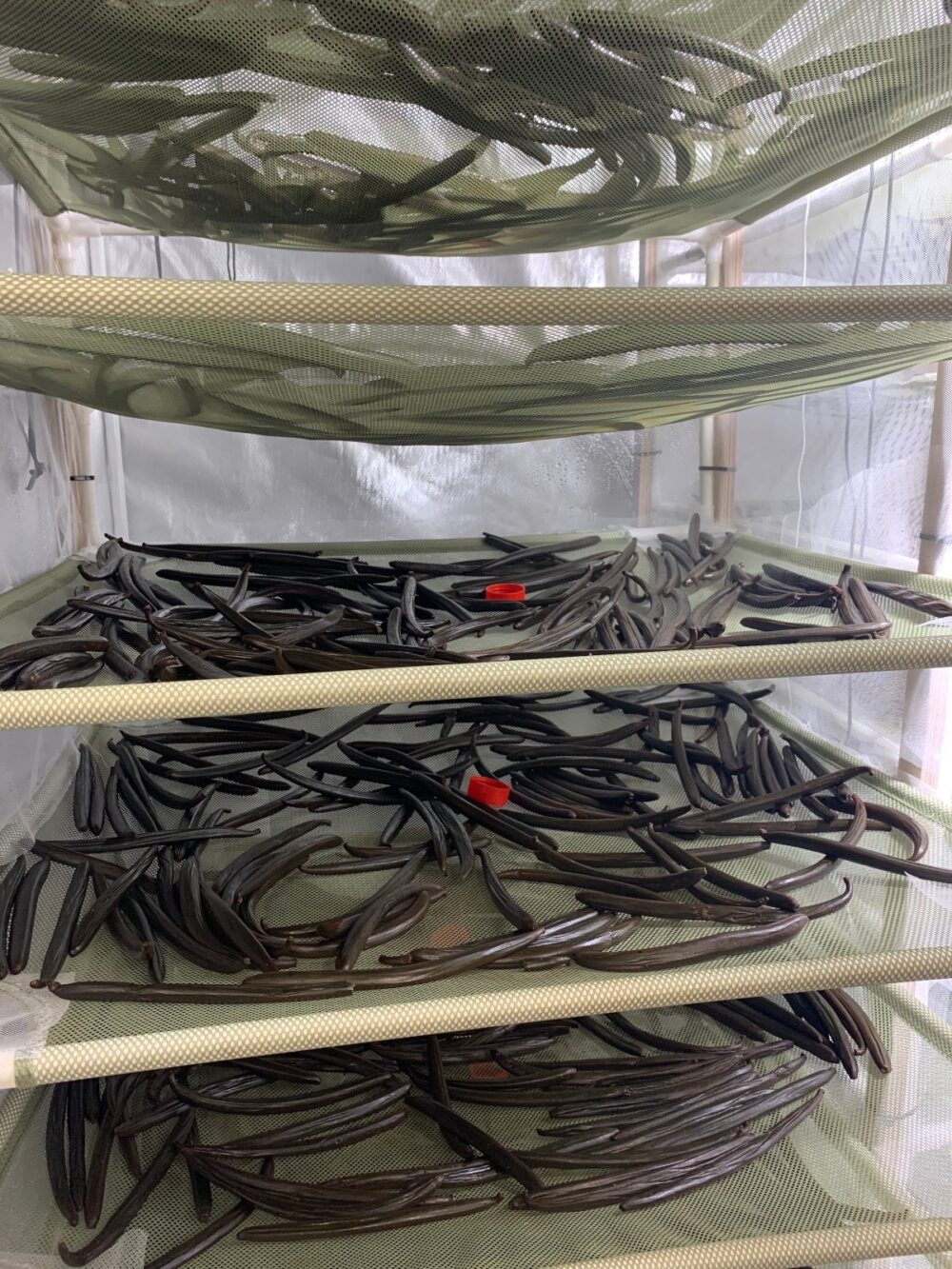 Trays of beans cure under carefully controlled humidity and temperature at the Vanilla Vida beta facility in Ashdod. Photo by Bar Cohen