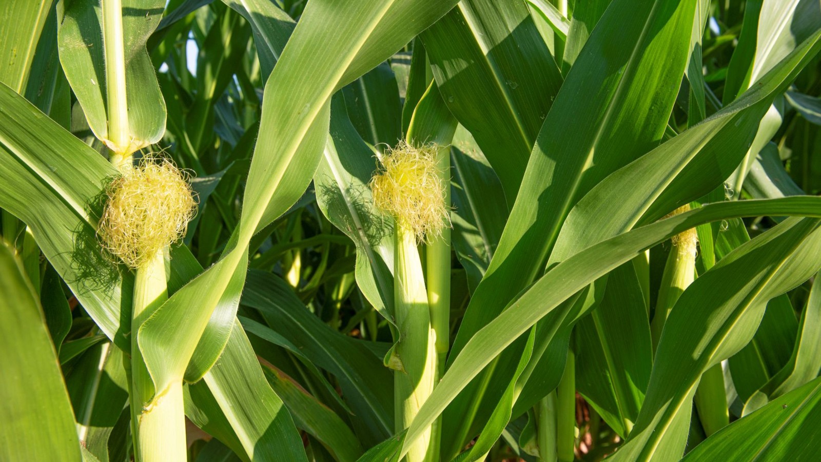 Corn growing in a field irrigated with SupPlant technology. Photo courtesy of SupPlant