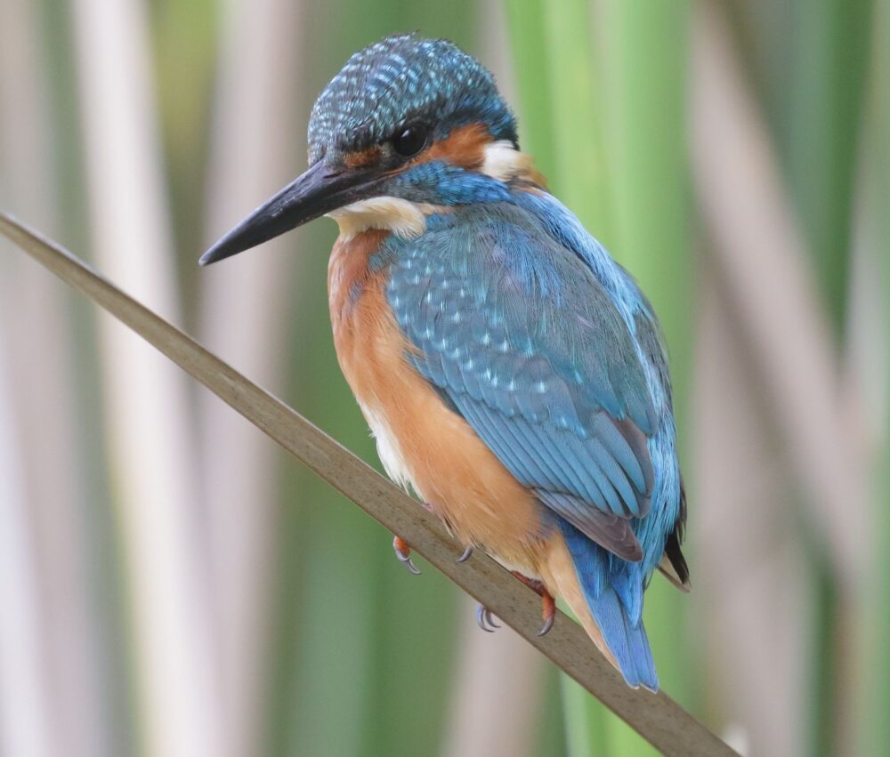 This little kingfisher feels at home in Gazelle Valley Park, Jerusalem. Photo by Amir Balaban
