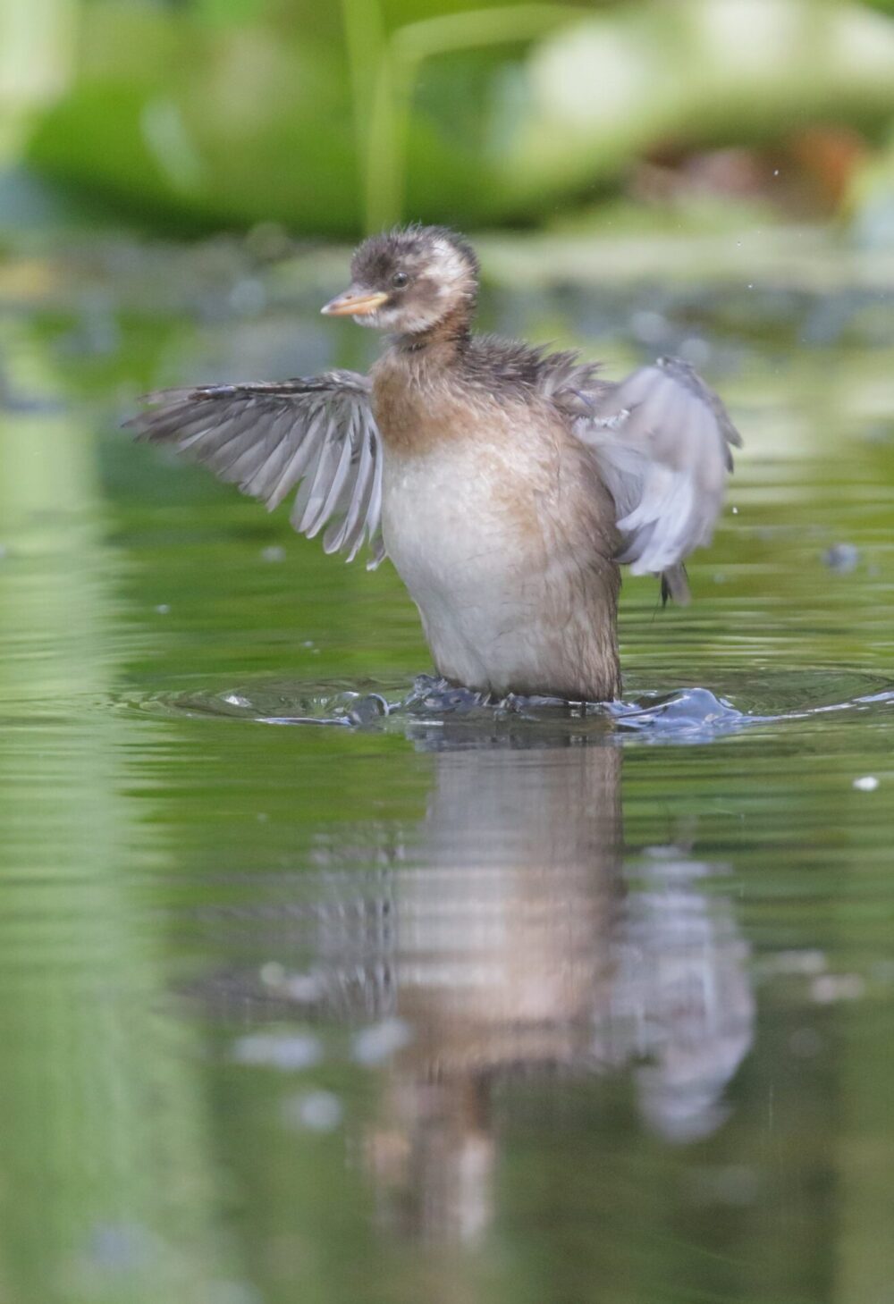 LThis waterbird is called a little grebe. Photo by Amir Balaban