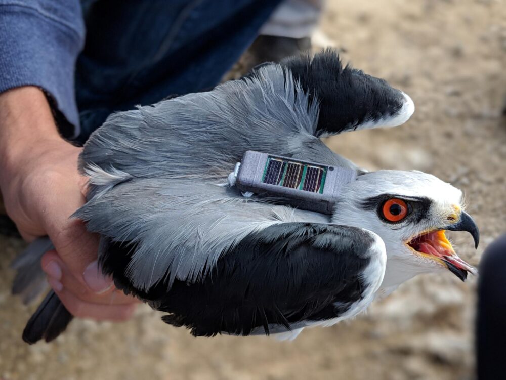 A black-winged kite tagged with ATLAS. Photo credit: Yosef Kiat, Gabe Rozman and Ran Nathan/Hebrew University of Jerusalem