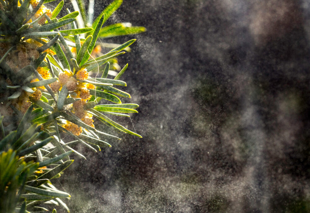 Pollen is the enemy of people suffering from respiratory allergies. Photo by nobeastsofierce via Shutterstock.com