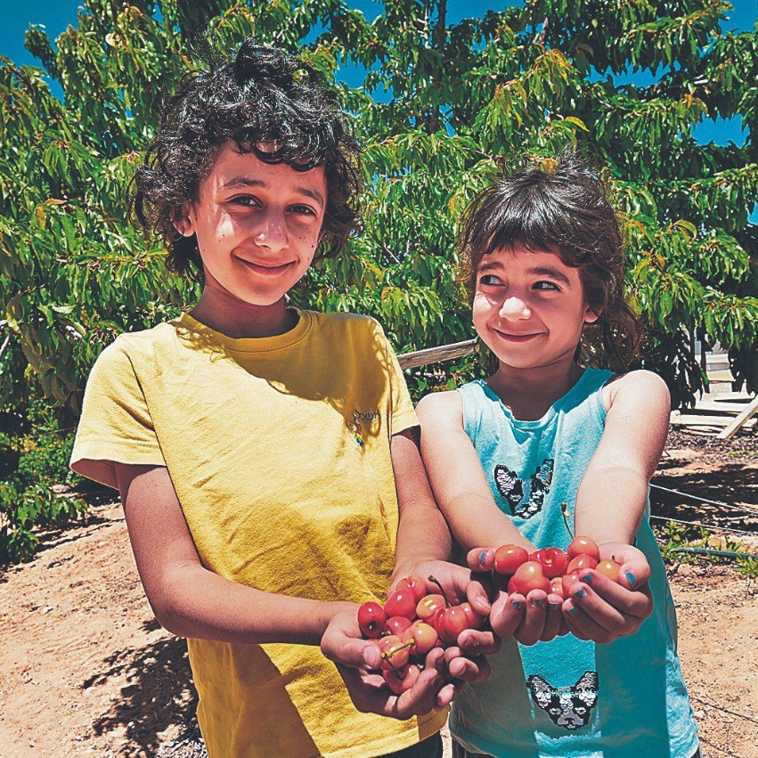 Children hold cherries grown in the desert, in memory of a beloved nephew. Photo by Chaim Hornstein