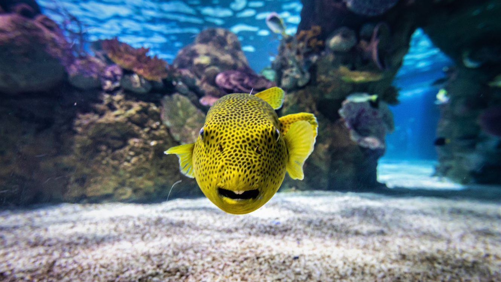 Image of a yellow polka dotted fish facing the camera with a view of the sea and coral in the background.