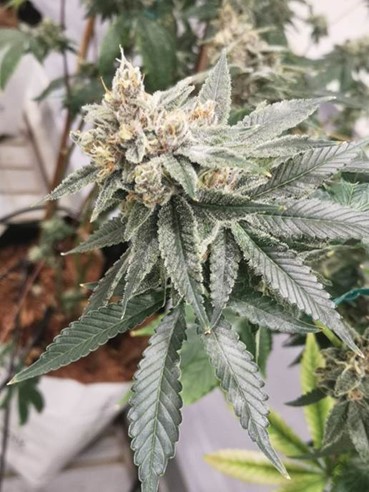 Cannabis plants grown at Hebrew University. Photo courtesy of Hebrew University of Jerusalem