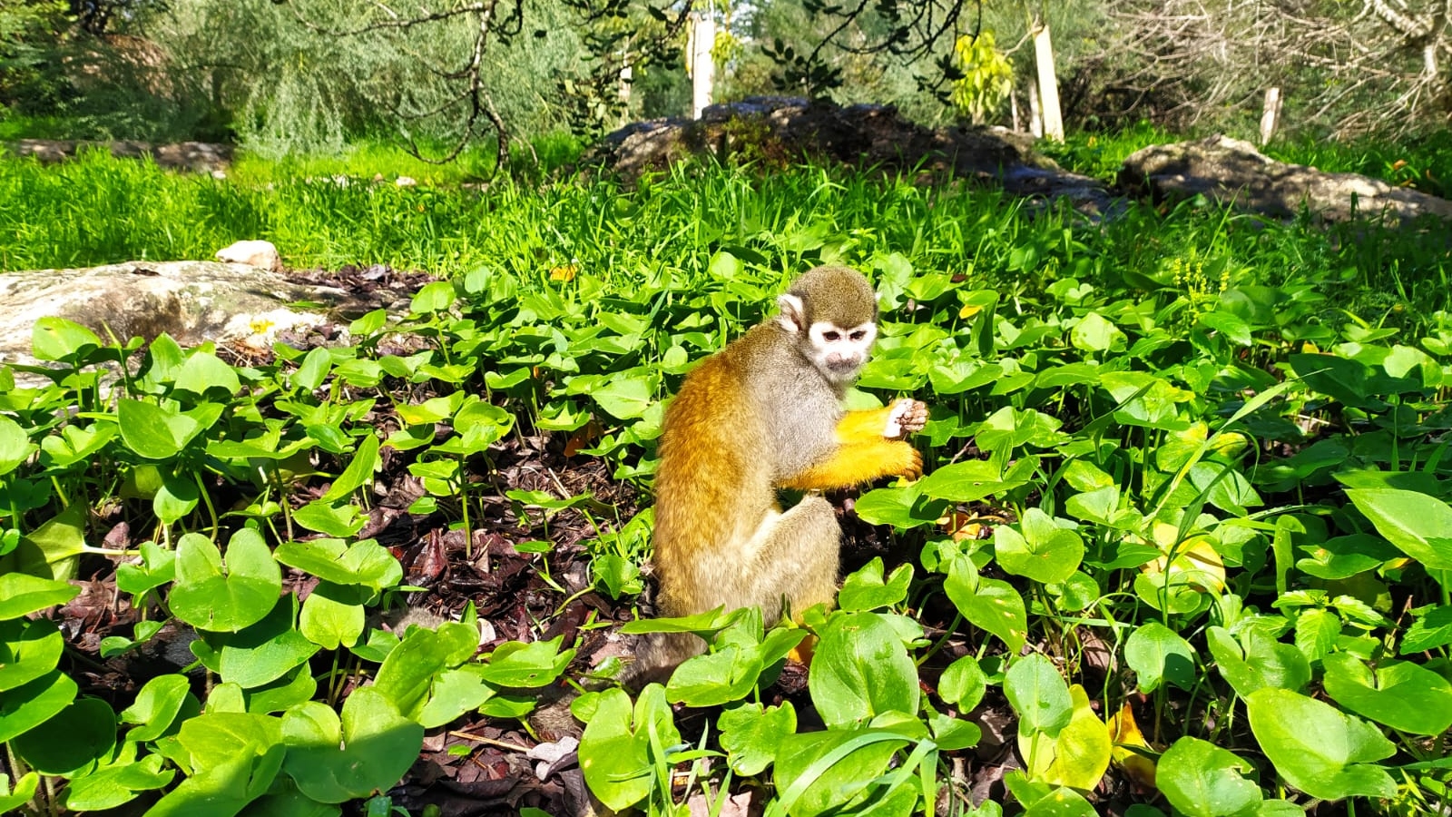 Image of squirrel monkey sitting among greenery in the Israeli Primate Sanctuary.