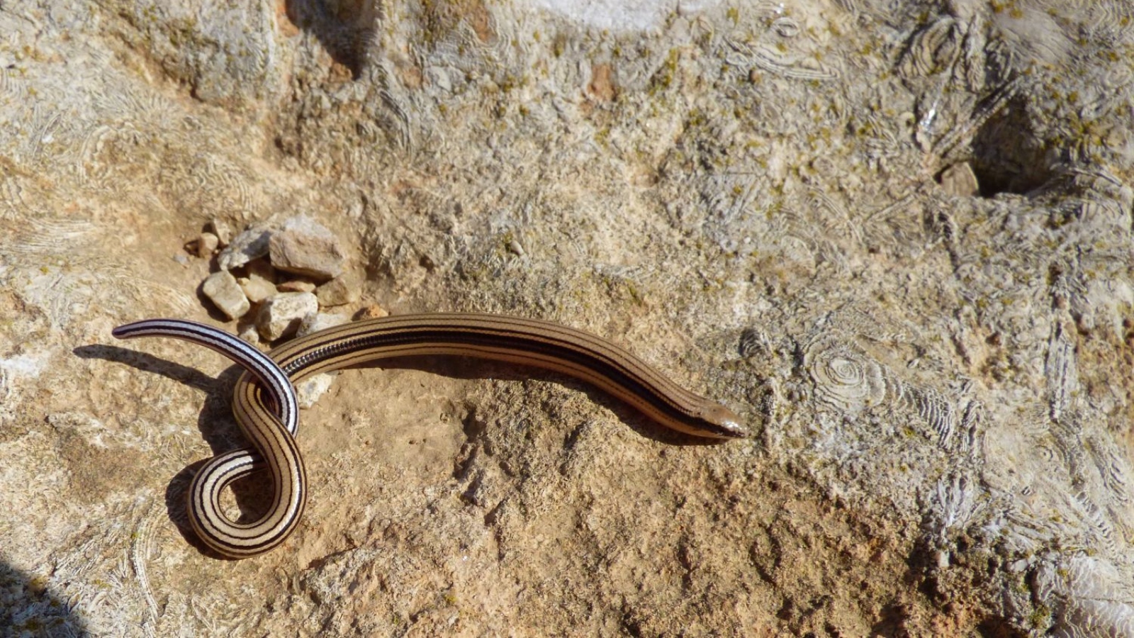 Ophiomorus latastii: Latast's snake skin. Photo by Prof. Shai Meiri