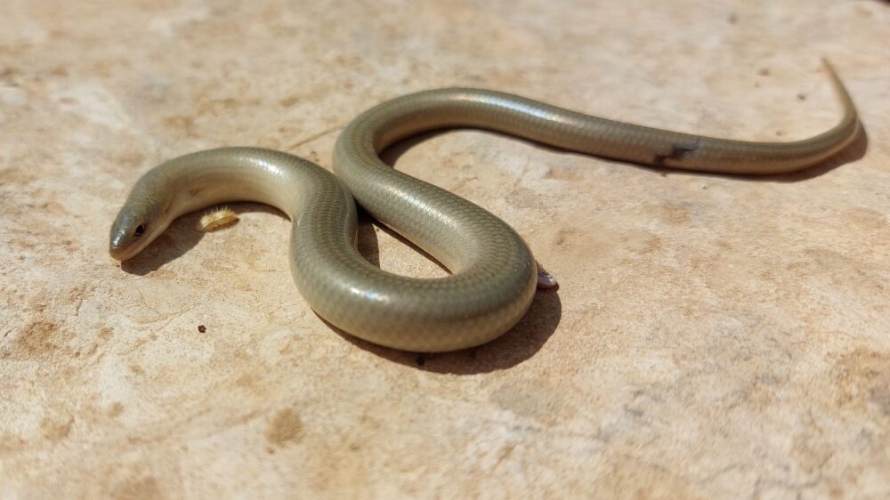 Chalcides ocellatus, Günther's cylindrical skink. Photo by Prof. Shai Meiri