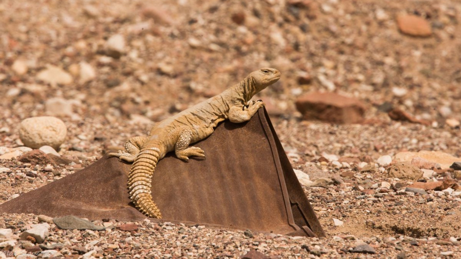 Uromastyx aegyptius, Egyptian mastigure. Photo by Alex Slavenko