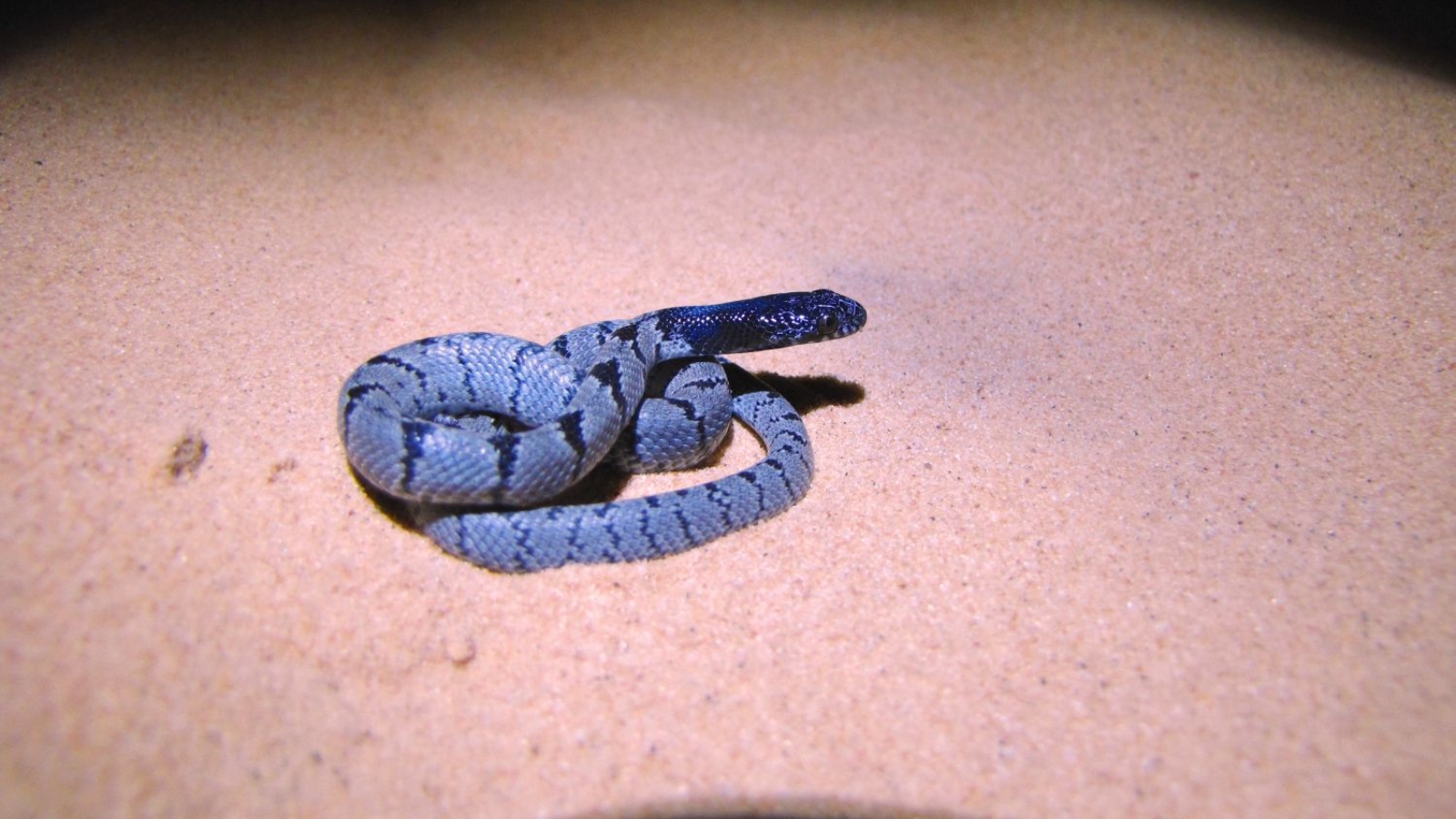 Telescopus hoogstraali, desert tiger snake. Photo by Simon Jamison