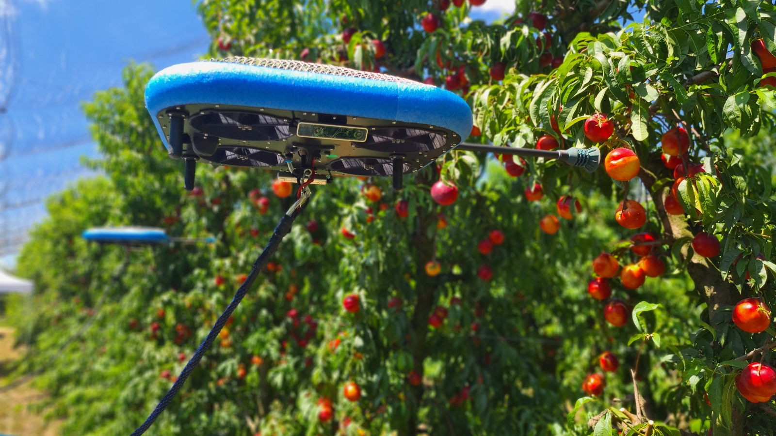 A blue agricultural drone hovers near fruit-laden trees, helping with fruit picking. Red and orange fruits are visible among green leaves in a sunny orchard. 