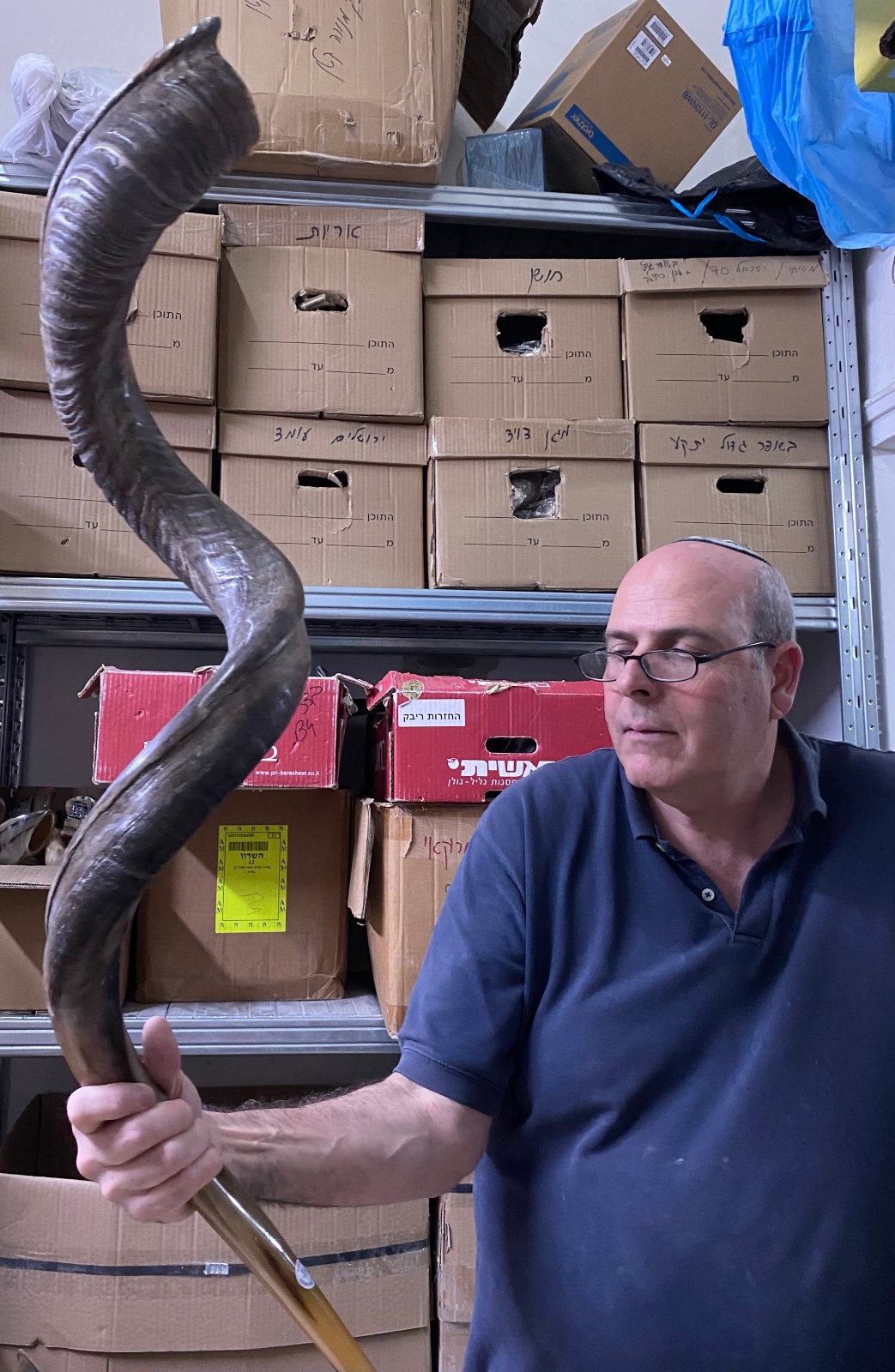 This 57-inch antelope horn is the longest one in Eli Ribak’s shop. Photo by Natalie Selvin A man wearing glasses and a blue shirt holds a large, curved shofar in a storage room with stacked cardboard boxes labeled in Hebrew behind him.