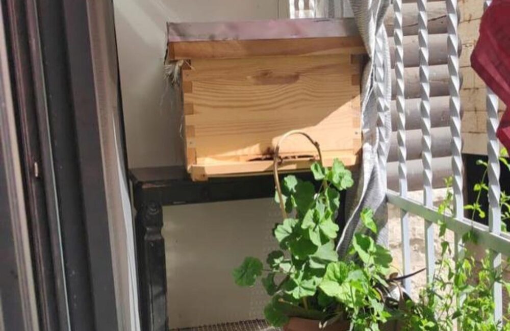 The beehives are small enough to fit on apartment terraces. Photo courtesy of Sinsila Center