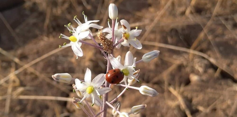 One of 2,000 sea squills on the “living rooftop” of the Mandel Foundation Israel Institute in Jerusalem. Photo by Lior Levinger/Studio Urbanoff