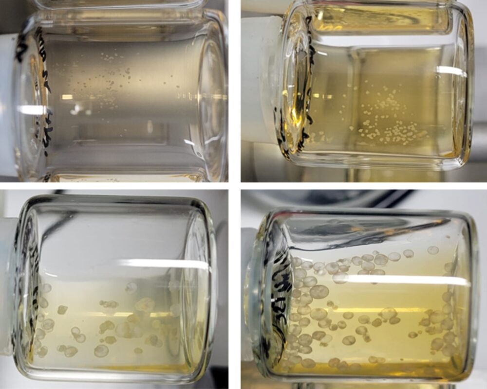 Development of synthetic mouse embryo models inside beakers, from Day 5 (top left) to Day 8 (bottom right). Photo courtesy of Weizmann Institute