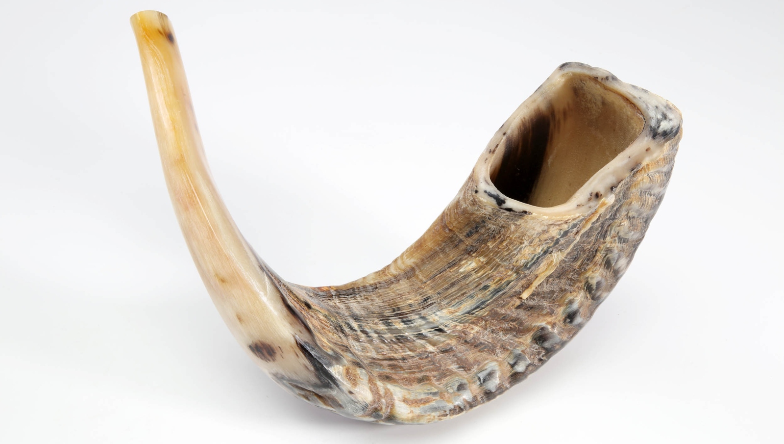 An unpolished Yemenite ram’s horn shofar. Photo by Eli Ribak A shofar, a traditional Jewish musical instrument made from a rams horn, is shown against a white background.