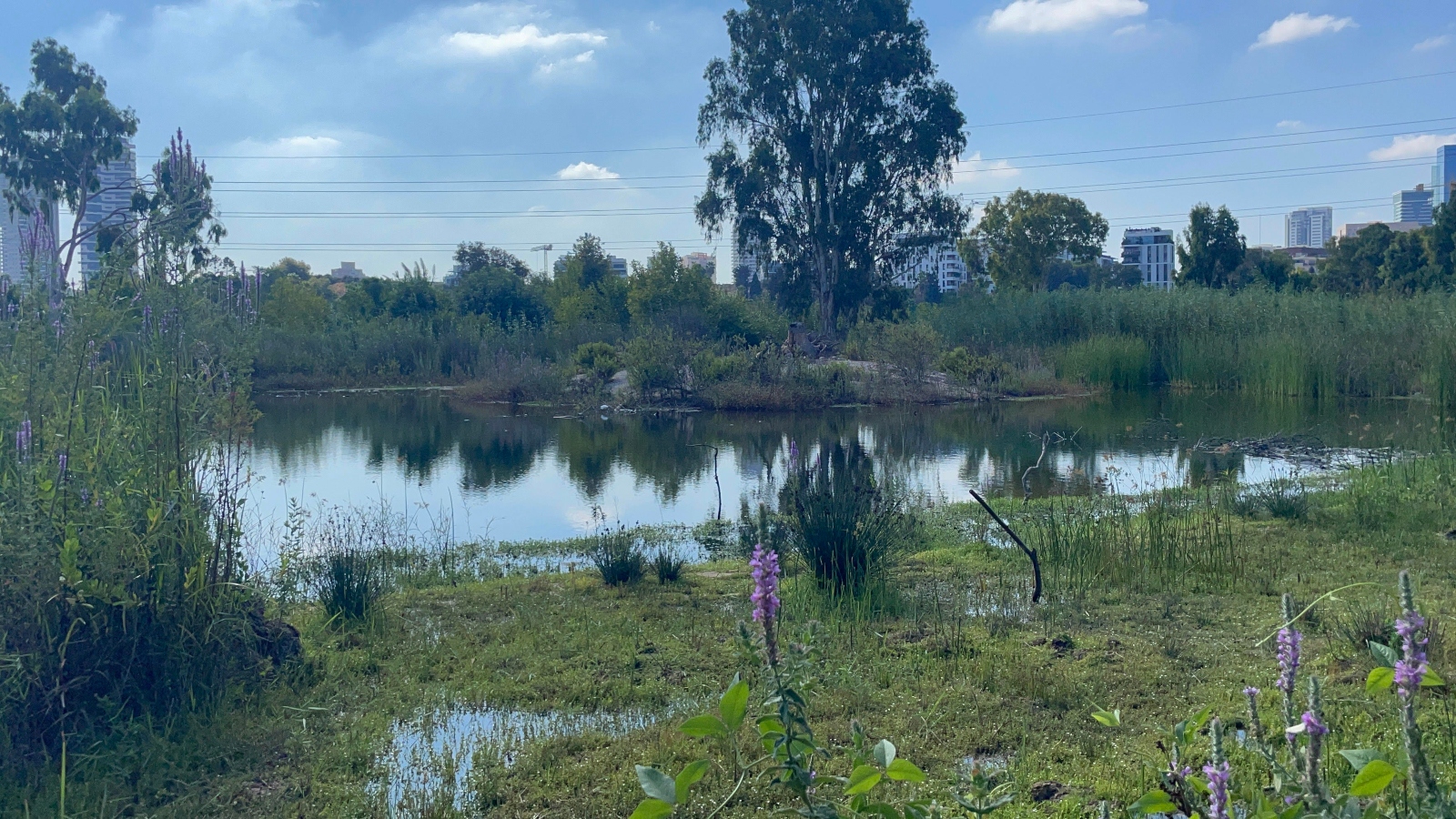 View of the birdwatching area at Rosh Tzipor. Photo by Natalie Selvin