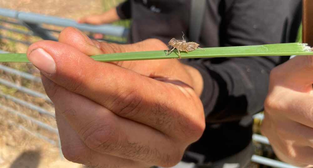 A dragonfly shell on a blade of tall marshland grass at Rosh Tzipor. Photo by Natalie Selvin