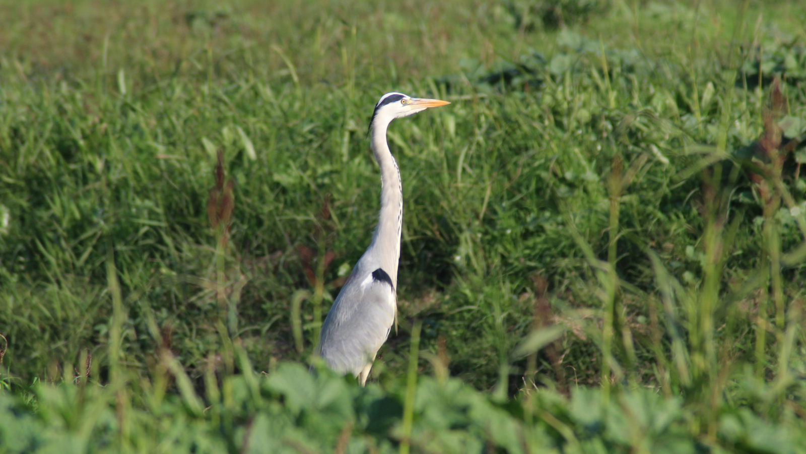 A lone heron at Hula Lake. Photo courtesy of KKL-JNF