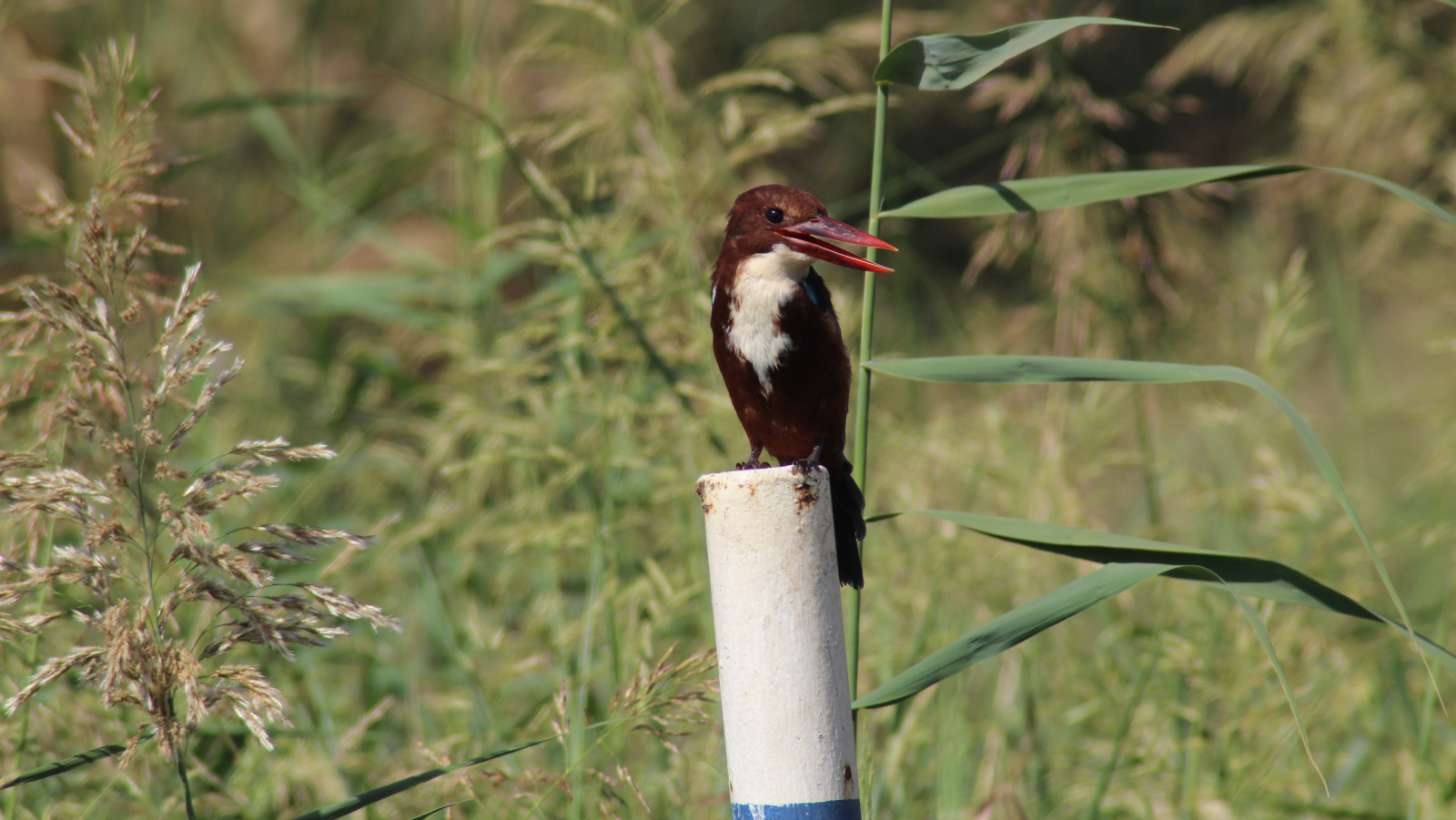 A kingfisher at Agamon-Hula nature and ornithology park. Photo courtesy of KKL-JNF