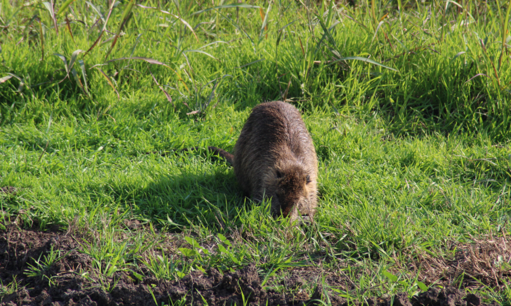 This is a nutria, also known as a coypu or swamp rat, a large rodent that lives in Agamon-Hula nature park. Photo courtesy of KKL-JNF
