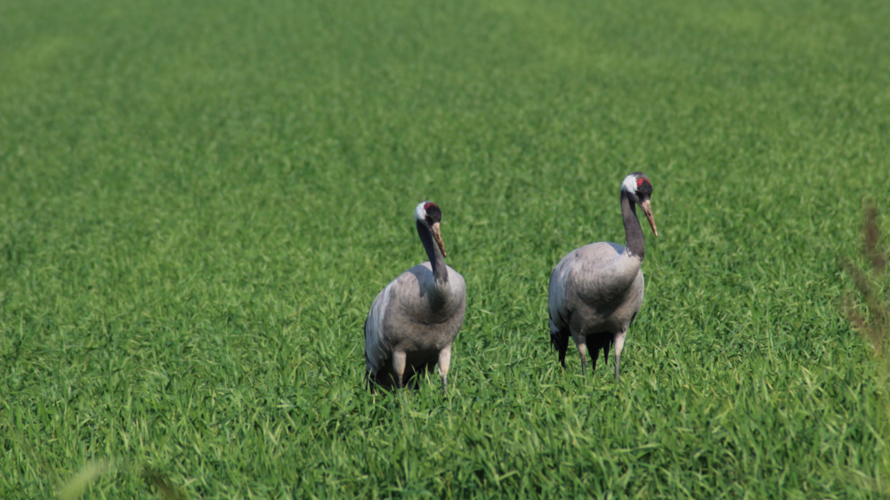 A pair of cranes at Lake Hula. Photo courtesy of KKL-JNF
