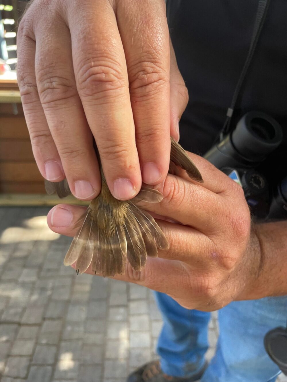 The line on this bird’s tail feathers shows that there was a nutrient deficiency at some point. Photo by Natalie Selvin