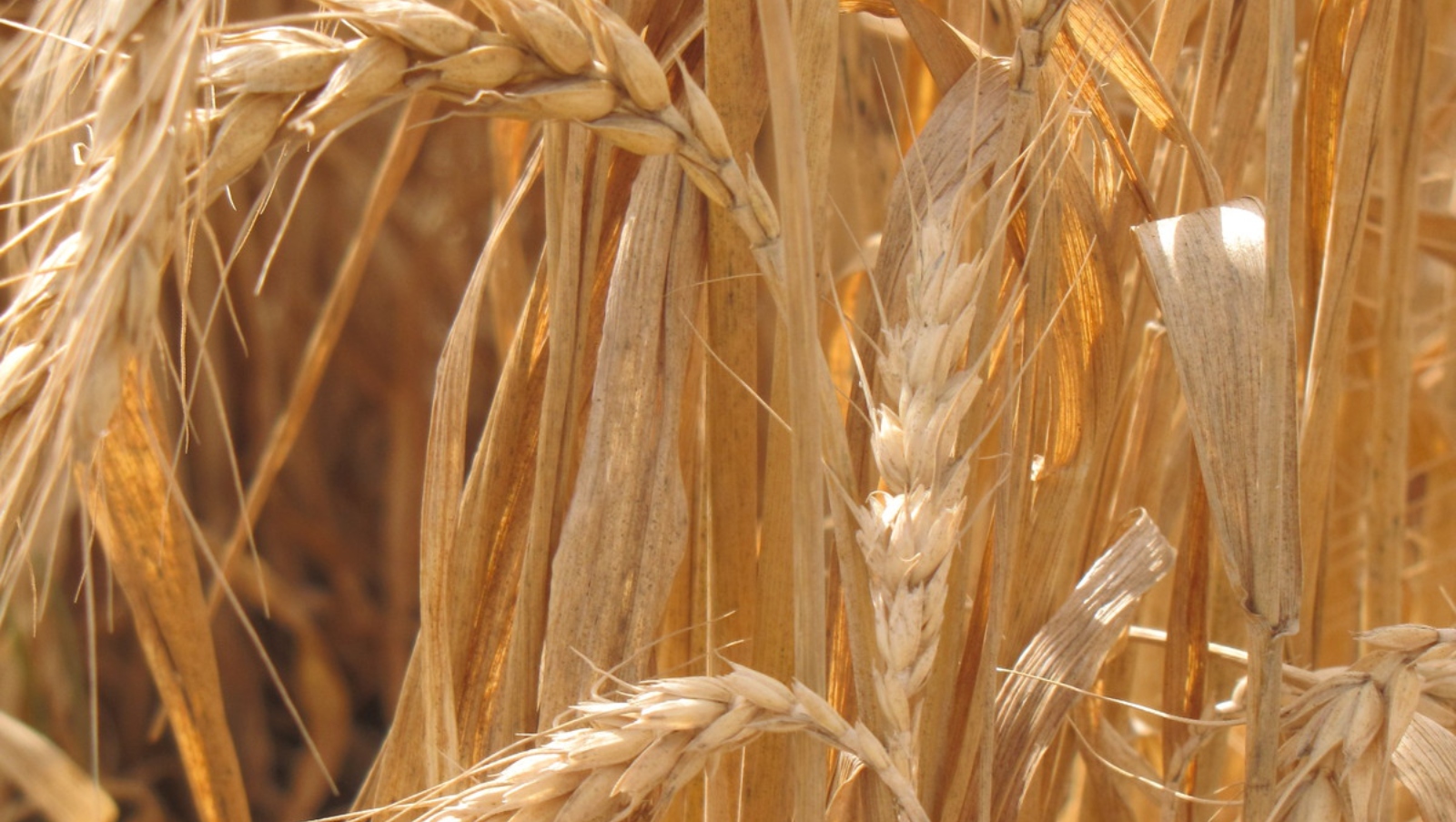 Could ancient wheat be the solution to the world’s food crisis? - ISRAEL21c