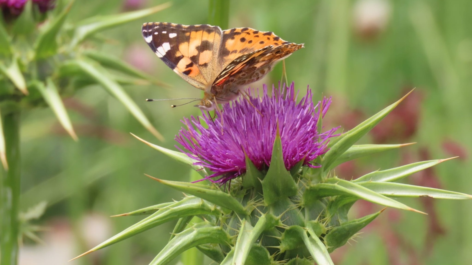 The painted lady butterflies can be viewed in their thousands in northern Israel. Photo by Inbar Shlomit Rubin/KKL-JNF