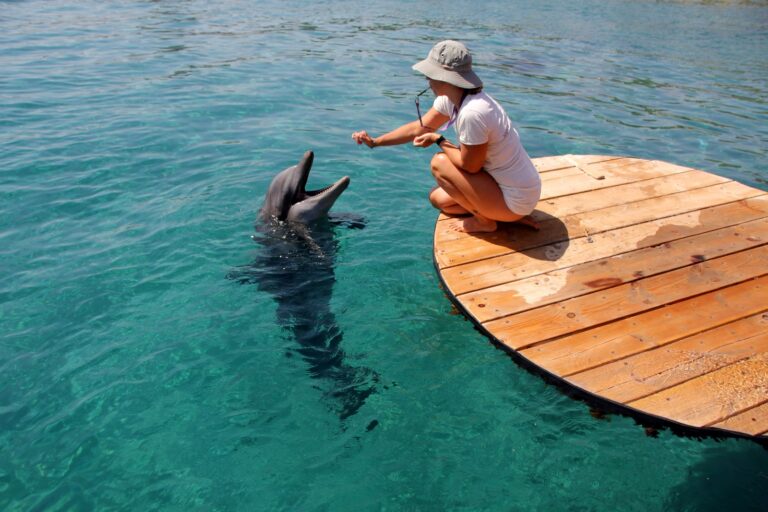 The dolphins at the Dolphin Reef in Eilat are free to come and go as they please. Photo by Shimon Bar via Shutterstock.com