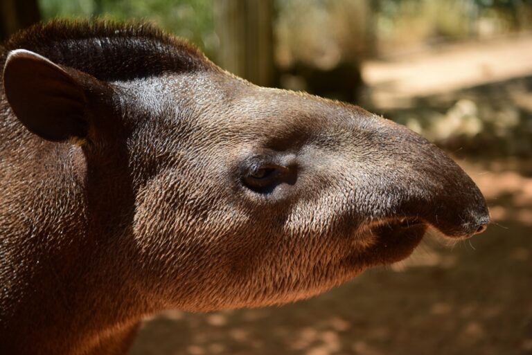 Image of a Tapir facing so that we see the animal's profile and right side. The Tapir is a mammal with brown fur, a long nose and a mohawk style patch of hair on his head.