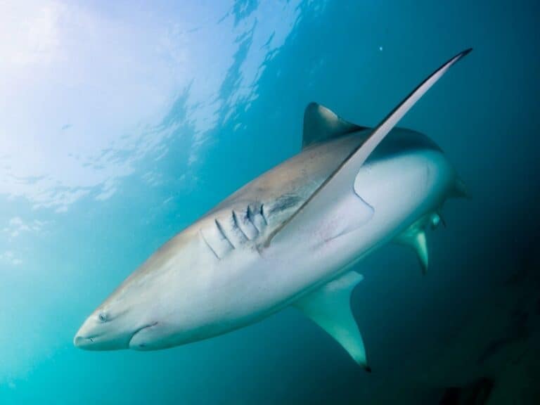 Photo by Hagai Nativ/Morris Kahn Marine Research Station
