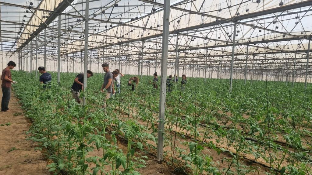Volunteers in Hatzeva, a moshav in southern Israel. Photo courtesy of HaShomer HaChadash