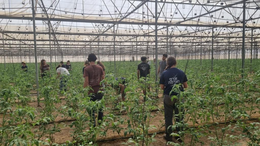 Volunteers picking produce in southern Israel. Photo courtesy of HaShomer HaChadash