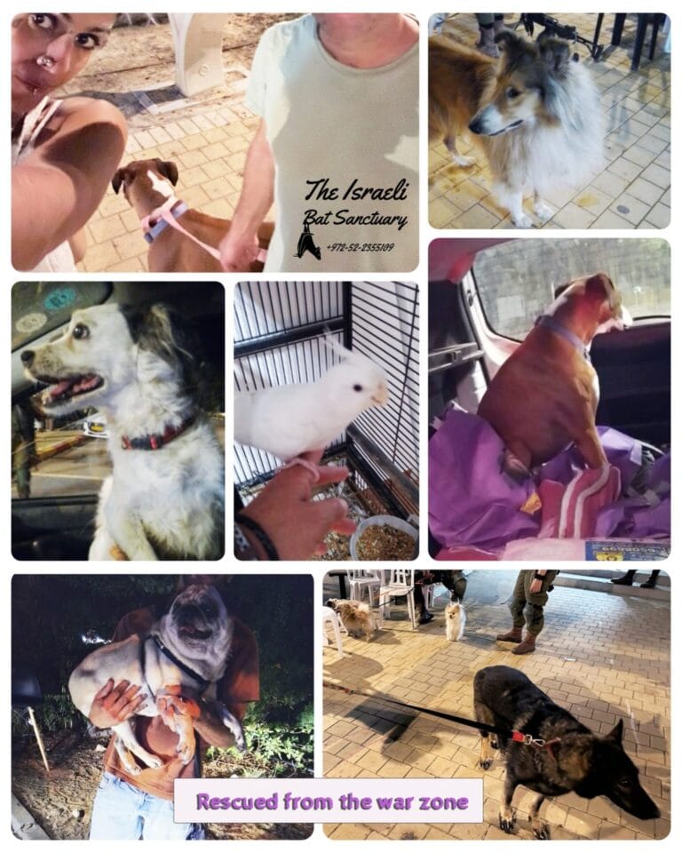 Photo collage courtesy of ATALEF