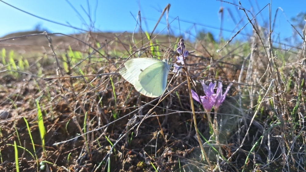 A butterfly visits a baby’s breath and Steven’s meadow saffron in Re’im Forest. Photo by Amir Balaban