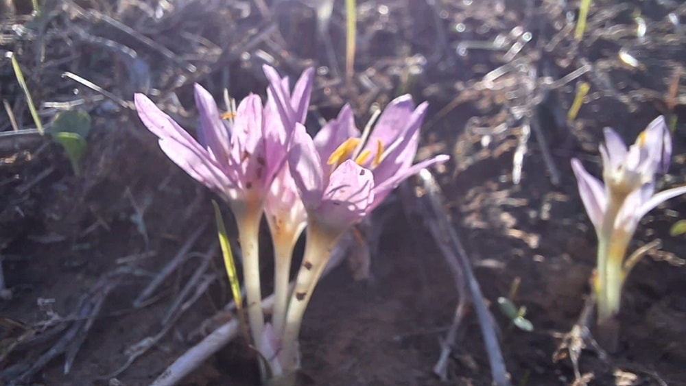 Steven’s meadow saffron in the Western Negev, November 2023. Photo by Amir Balaban