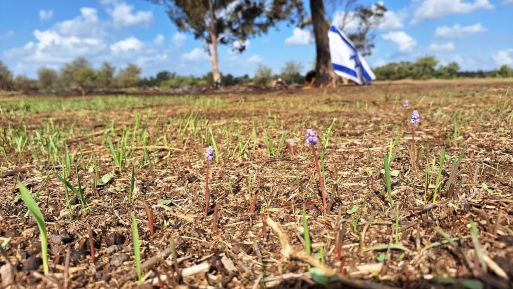 Baby’s breath (rain bells) blossom in the Western Negev Photo by Amir Balaban/SPNI
