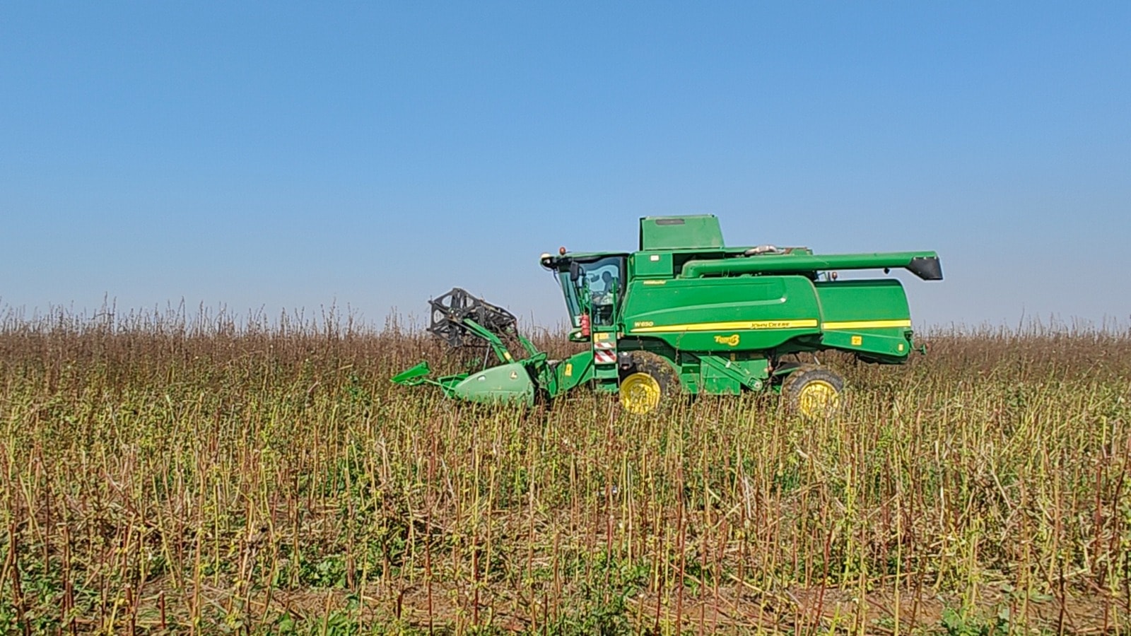 Kenaf grown in fields surrounding Kibbutz Kfar Aza is turned into sustainable solutions for the construction and plastics industries. Photo courtesy of Kenaf Ventures