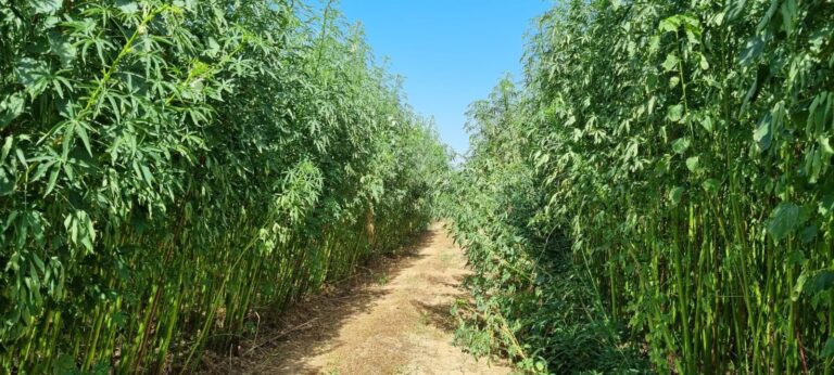 Kenaf absorbs CO2 and heavy metals from the soil and even heavy oils like tar. Photo courtesy of Kenaf Ventures