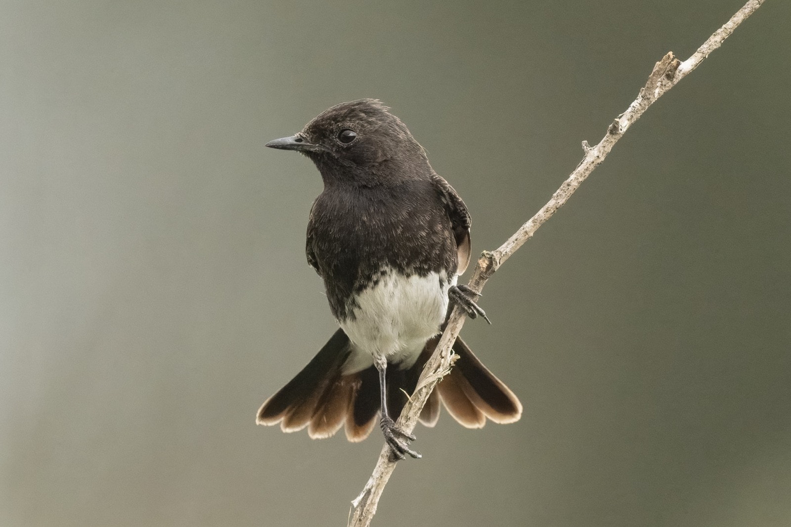 A pied bush chat. Photo by Amir Ben Dov