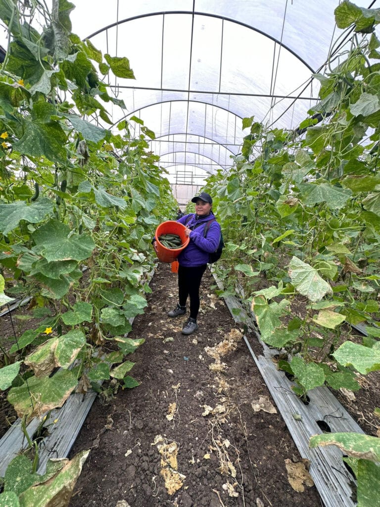 A Filipina domestic worker picking cucumbers on Moshav Achituv. Photo by Brian Noel