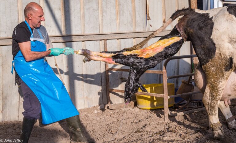 Stevie Marcus, who passed away two months after Hamas torched the Kibbutz Alumim cowshed he managed, helping to deliver a calf. Photo by John Jeffay