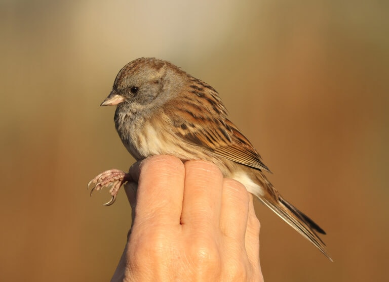 A black-faced bunting. Photo by Ron Haran