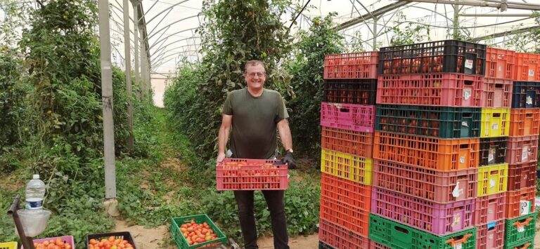 IPO assistant principal bassoonist Uzi Shalev picking tomatoes. Photo courtesy of American Friends of Israel Philharmonic