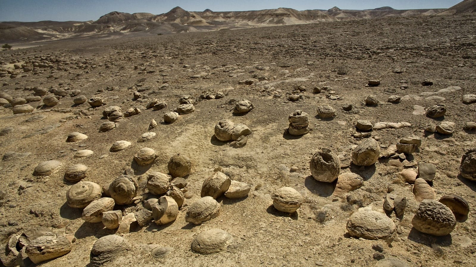 The bulbous field in Nahal Tzin. Photo by Zeev Stein