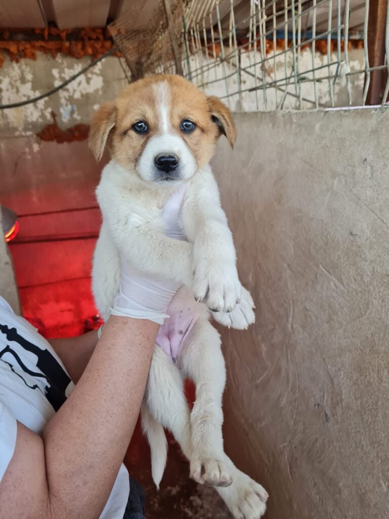 A puppy at the Jerusalem Society for the Prevention of Cruelty to Animals shelter. Photo courtesy of Jerusalem Society for the Prevention of Cruelty to Animals