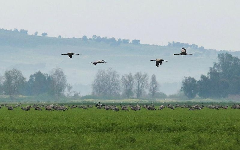 Cranes fly through the morning mists at Agamon Hula, 2023. Photo by Anat Hermony/KKL-JNF Photo Archive